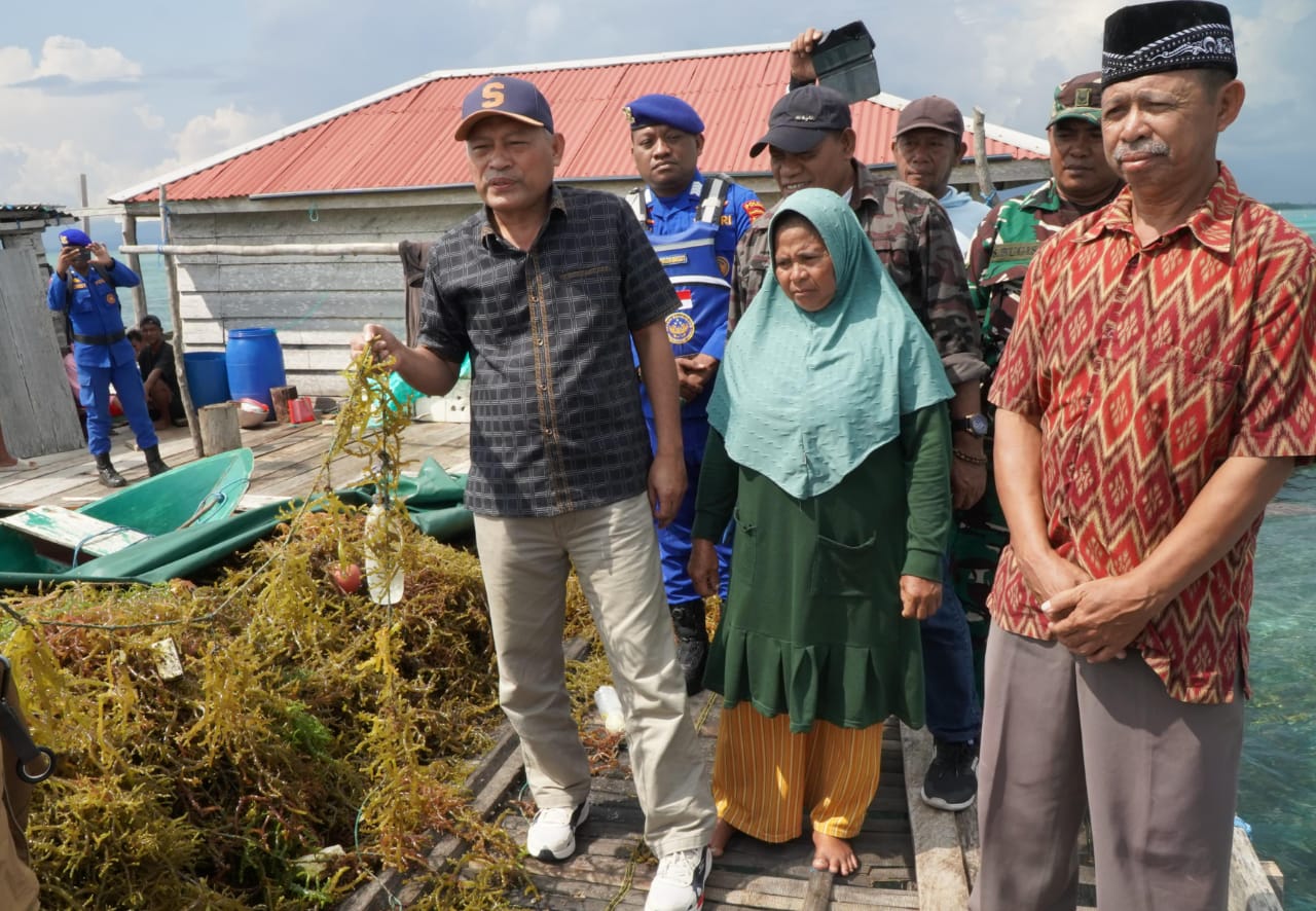 Wakil Gubernur Provinsi Maluku Utara Sarbin Sehe, didampingi Kepala Dinas Kelautan dan Perikanan Fauji Momole, menghadiri panen rumput laut di Madopolo Timur kecamatan Obi Utara Kabupaten Halmahera Selatan